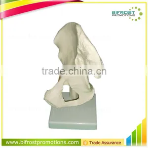Vivid Human Body Anatomy Pelvic Bone Model thumbnail-1