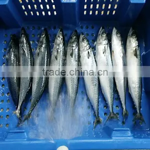Block Frozen Mackerel Fish thumbnail-3