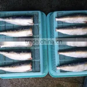 Frozen Sardine HGT With Competitive Price China Origin thumbnail-1