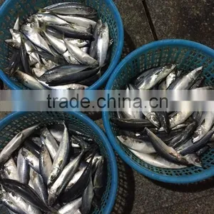Below 150g Frozen Pacific Mackerel thumbnail-3