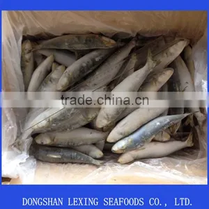 Frozen IQF Sardine Fish thumbnail-1