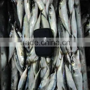 Frozen Mackerel 70-80pcs/10kgs thumbnail-1