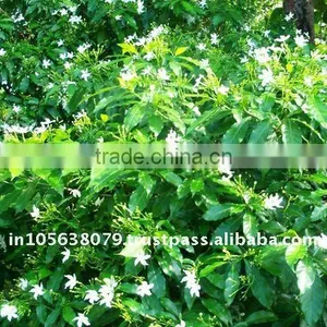 Jasmine Sambac Oil thumbnail-1