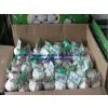 Fresh Garlic of 2011/Pure White thumbnail-1