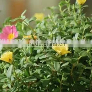 Portulacaceae ,Portulaca, Flower Seeds , Herb Seed,vegetalbe Seed,fruit Seed,grass Seed thumbnail-2