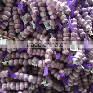 Purple Garlic thumbnail-2