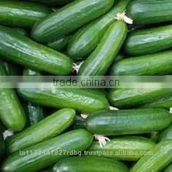 Fresh Cucumber India/cucumber Exporter From India/english Cucumber thumbnail-2