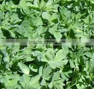 Alfalfa Seeds thumbnail-1