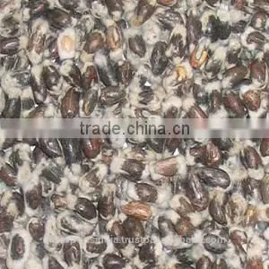 Cotton Seed Oil (100% Pure & Natural) thumbnail-1