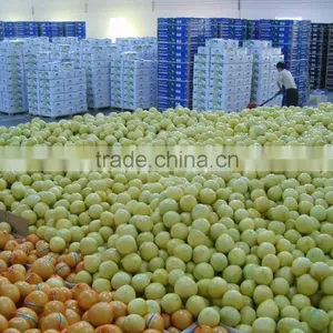Honey Pomelo 2014 New Crop High Quality thumbnail-1