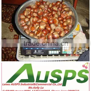2014 Crop Chinese Fresh Chestnut thumbnail-1