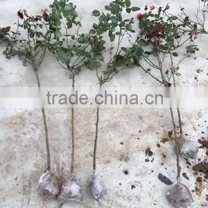 Easy Survival Rose Seedling thumbnail-6