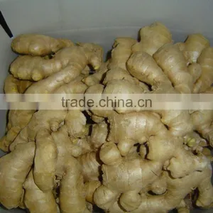 Fresh Air Dried Ginger of Shandong thumbnail-3