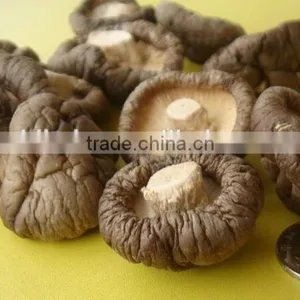 Dried Oyster Mushroom thumbnail-1
