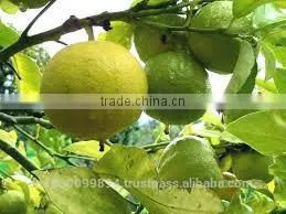 Bergamot Oil thumbnail-1