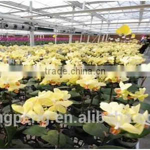 Herbs and Flower Greenhouse thumbnail-1