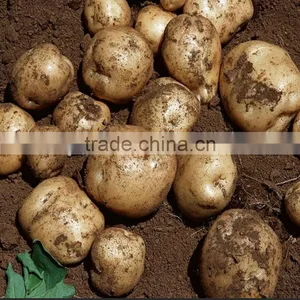 Hot Sale Manual One Row Potato Planter thumbnail-5