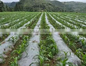 PE Plastic Film for Mulch/greenhouse/construction/packaging thumbnail-2