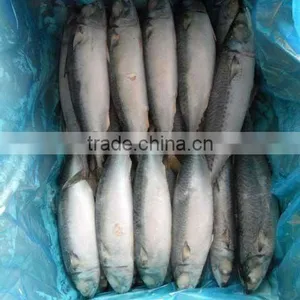 Frozen Sardine (sardinella Longiceps) W/r thumbnail-1