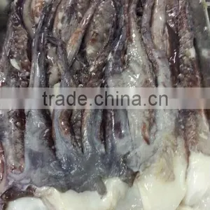 Giant Squid Tentacle thumbnail-2