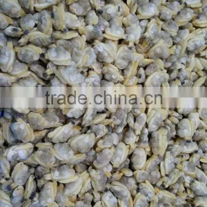 Frozen Natural Taste High Quality X-checked Clam Meat for Sale thumbnail-4