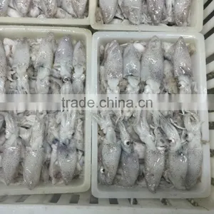 Frozen Baby Loligo Squid thumbnail-6