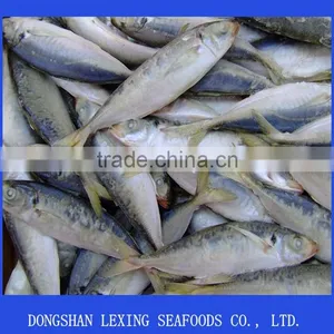Horse Mackerel thumbnail-1