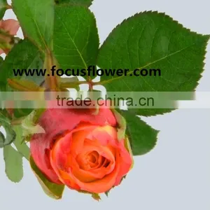 Newest Fresh Cut Flowers Colombia Kunming Flower Exporter Golden Rose With 22stems/bundle thumbnail-6
