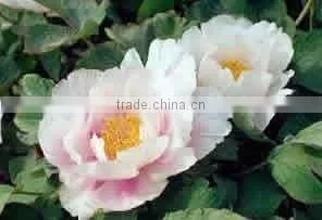 Herbaceous Peony Plant Root Chun Hong Jiao Yan thumbnail-1