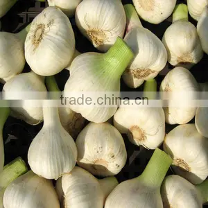 Pure Nature 5% Garlic Extract Fine Powder thumbnail-1