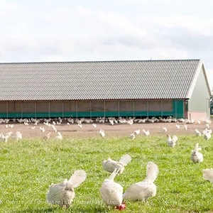 Prefabricated Steel Cattle Sheds Poultry Houses Stables Hay Warehouse Riding Stables Steel Structure Agricultural Building thumbnail-5