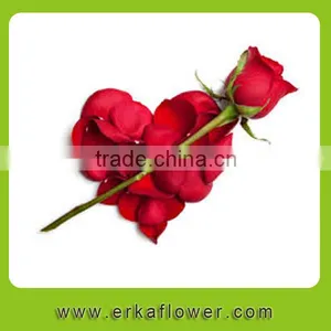 Newest White Fresh Cut Rose Flower thumbnail-2