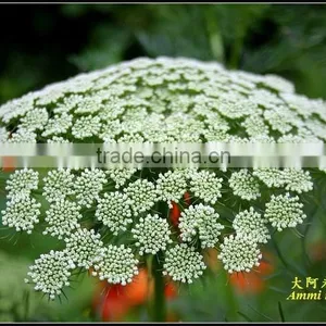 Ammi Majus ,Lace Flower , Ammi Majus Linn.,flower Seed,herb Seed,vegetalbe Seed,fruit Seed,grass Seed thumbnail-1