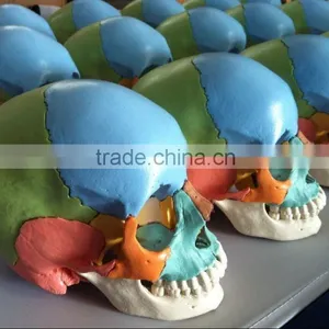 Colored Skull Model - 22 Parts thumbnail-4