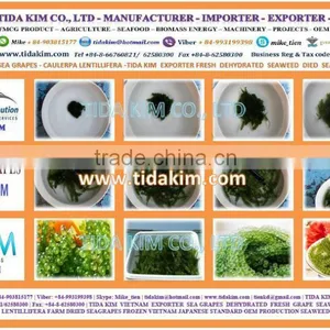 FRESH SEA GRAPES - UMIBUDO - TIDA KIM - SEAWEED GREEN CAVIAR OKINAWA JAPAN DEHYDRATED SEAGRAPES - CAULERPA LENTILLIFERA thumbnail-4