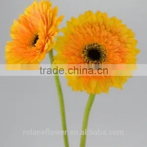 Kunming Flower Export Rainbow Gerbera Daisy Flower Silk Gerbera Daisy Flowers With 0.6-0.8kg/bundle From Yunnan, China thumbnail-4