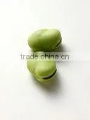 Faba Beans thumbnail-1