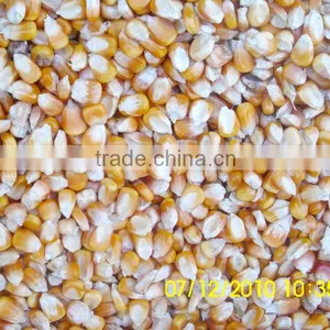 Feed Corn, Yellow Maize thumbnail-2