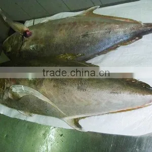 Caranx Sexfasciatus Frozen Bigeye Trevally Fish thumbnail-2