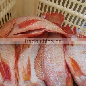 Frozen Red Tilapia Fish From China IQF thumbnail-1