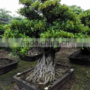 Bonsai Plants of Ficus Microcarpa thumbnail-1