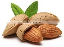 Hot Sale Product of Almond Oil thumbnail-1