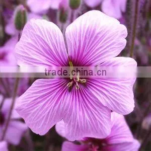 EXPORTER / SUPPLIER / MANUFACTURER OF 100% PURE GERANIUM OIL thumbnail-2