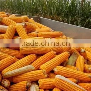 China Farming Machine Sweet Corn Husker Machine for Sale thumbnail-4