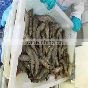 Best Seafood Live White Shrimp Vannamei thumbnail-1