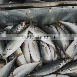 Frozen Horse Mackerel Whole Round Fresh Fish thumbnail-2