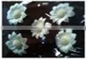 SKY SUNFLOWER Sola Flower thumbnail-1