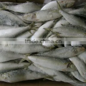 Frozen Sardine From Chinese Manufacture thumbnail-4