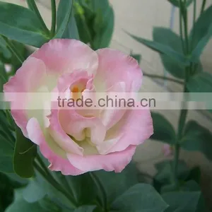 Excellent Quality Best Sell Fresh Cut Colorful Eustomas thumbnail-5