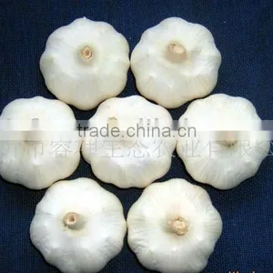 Fresh Garlic thumbnail-1